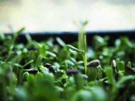 zonnebloem spruiten groeit in pot groen voedsel en salade mengen mooi zo groente hoog vitamine en gezond foto