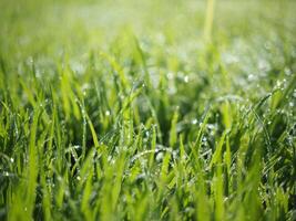 bokeh vervagen achtergrond rijst- boeren en licht zoet groen achtergrond natuur zonlicht foto