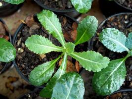 boerenkool groente in pot baby en groeit omhoog Een groente gezond zorg foto
