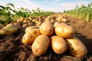 ai gegenereerd geoogst aardappelen Aan een veld- in de stralen van de instelling zon foto