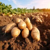 ai gegenereerd geoogst aardappelen Aan een veld- in de stralen van de instelling zon foto