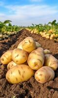 ai gegenereerd geoogst aardappelen Aan een veld- in de stralen van de instelling zon foto