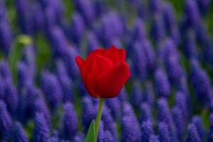 rood tulp in focus en druif hyacinten Aan de achtergrond foto