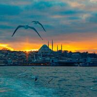 Istanbul achtergrond plein formaat foto. suleymaniye moskee en meeuwen foto