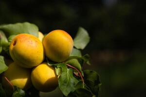 abrikozen Aan de boom. gezond rauw fruit Aan de Afdeling in focus. foto