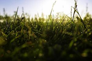 gazon of grassen of gewassen visie van grond niveau. natuur achtergrond foto