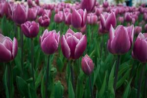 roze tulpen in een park. voorjaar bloemen achtergrond foto