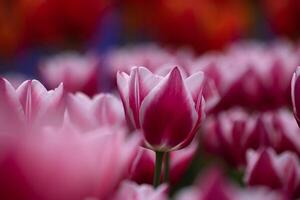 tulp behang of canvas afdrukken foto. roze tulp in focus foto