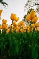 geel tulpen in breed hoek visie. voorjaar bloemen behang foto