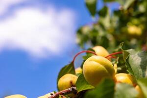 biologisch fruit Aan de boom. abrikozen Aan de Afdeling in focus. foto