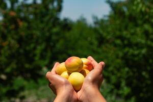 een handvol abrikozen in boomgaard of boerderij. biologisch fruit achtergrond foto