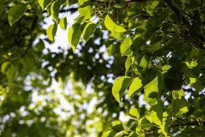 groen bladeren en zonlicht in zomer. koolstof netto nul achtergrond foto