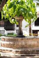 de fontein in de plein van de oud stad- van icod de los Vinos Aan de eiland van tenerife.spanje foto