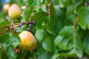 zomer fruit foto. abrikozen Aan de boom in focus. foto