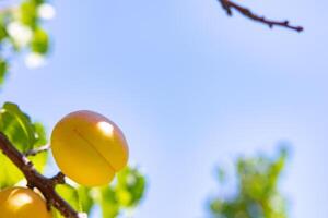 sappig abrikoos Aan de boom. rauw gezond biologisch fruit achtergrond foto