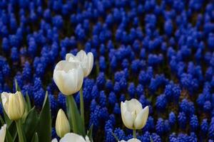 wit tulp in focus en druif hyacinten Aan de achtergrond foto