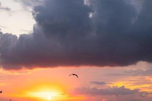 dramatisch wolken en zeemeeuw Bij zonsondergang foto