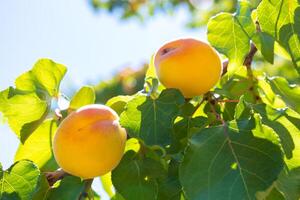 biologisch abrikoos productie. abrikozen Aan de boom in focus. foto