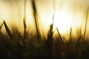 silhouet van onscherp grassen Bij zonsondergang van grond niveau. foto