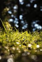 grassen in focus. natuur of milieu verticaal achtergrond foto. foto