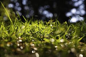 grassen achtergrond. natuur of koolstof netto nul of koolstof neutrale concept. foto