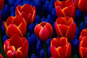 oranje tulpen en hyacinten. voorjaar bloemen achtergrond foto