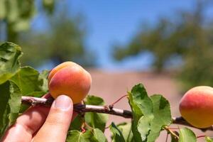 fruit oogsten achtergrond. Mens Holding een Afdeling voor oogsten een abrikoos foto