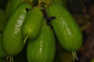 averrhoa Bilimbi fruit foto