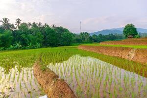 mooi ochtend- visie van Indonesië van bergen en tropisch Woud foto