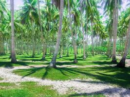 mooi ochtend- visie van Indonesië van bergen en tropisch Woud foto