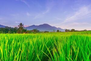 mooi ochtend- visie van Indonesië van bergen en tropisch Woud foto