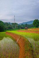 mooi ochtend- visie van Indonesië van bergen en tropisch Woud foto