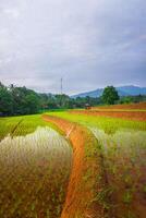 mooi ochtend- visie van Indonesië van bergen en tropisch Woud foto