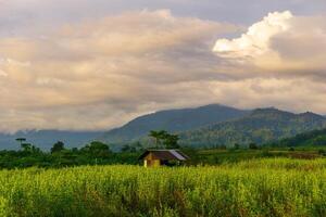 mooi ochtend- visie van Indonesië van bergen en tropisch Woud foto