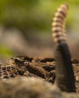 hout ratelslang, crotalus afschuwelijk foto