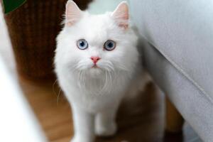 de aanbiddelijk wit Perzisch kat is in de leven kamer Bij huis. huisdier dier concept. foto