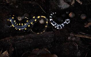 gevlekte salamander en gemarmerd salamander, ambystoma foto