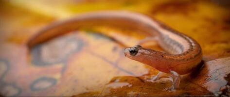 western dwerg salamander, eurycea paludicola foto