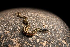 kousenband slang, thamnophis sirtalis foto