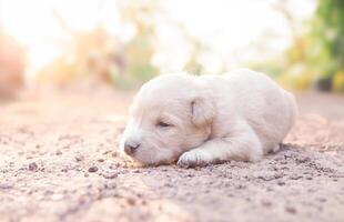 schattig pasgeboren puppy's aan het liegen Aan de grond in de tuin. Thais puppy foto