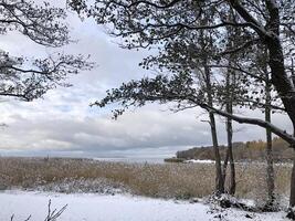 meer kust gedekt met sneeuw, laag donker wolken, riet in de sneeuw, Woud bomen, winter landschap foto