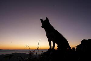 hond silhouet tegen oranje zonsondergang lucht in natuur landschap foto