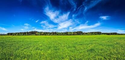 zomer weide panorama foto