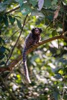 sagui aap in de wild, in de platteland van sao paulo Brazilië. foto