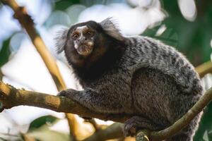 dichtbij omhoog van een sagui aap in de wild, in de platteland van sao paulo Brazilië. foto