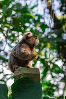 sagui aap in de wild aan het eten een stuk van banaan, in de platteland van sao paulo Brazilië. foto