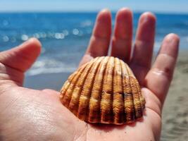 reizen concept, een hand- Holding een schelp met de strand in de achtergrond foto
