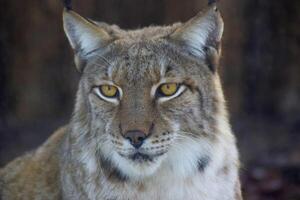 oog van de roofdier, vastleggen de essence van een lynx in dichtbij nabijheid foto