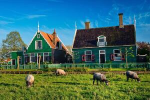 schapen begrazing in de buurt boerderij huizen in de museum dorp van zaanse foto