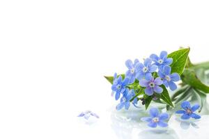 klein blauw vergeet me niet bloemen Aan wit achtergrond foto